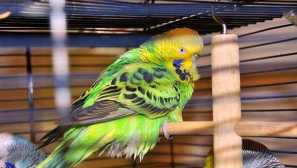 Parrot sedi prekleto in tresenje: zakaj se to zgodi